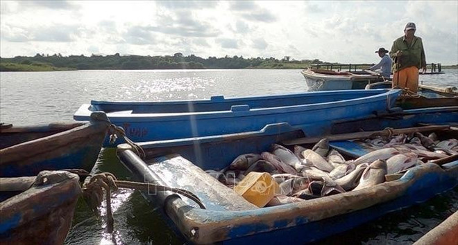Cosecha de tilapia criada en jaulas en el lago. (Foto: VNA) vna-potal-hon-mot-thap-ky-chuyen-giao-cong-nghe-nuoi-ca-ro-phi-cho-cuba-stand.jpg