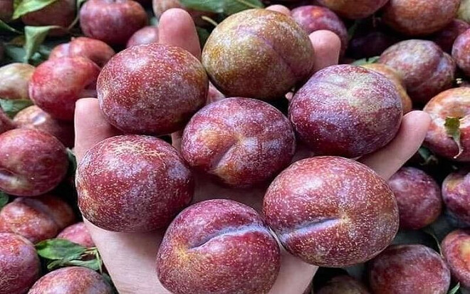 Las ciruelas Hau de Son La (Foto: Internet) an-man-hau-co-tot-khong-tac-dung-cua-man-hau-la-gi-202204251443296632.jpg