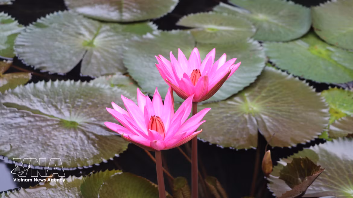 Los nenúfares lucen sus delicadas flores púrpuras sobre el río. (Foto: VNA)