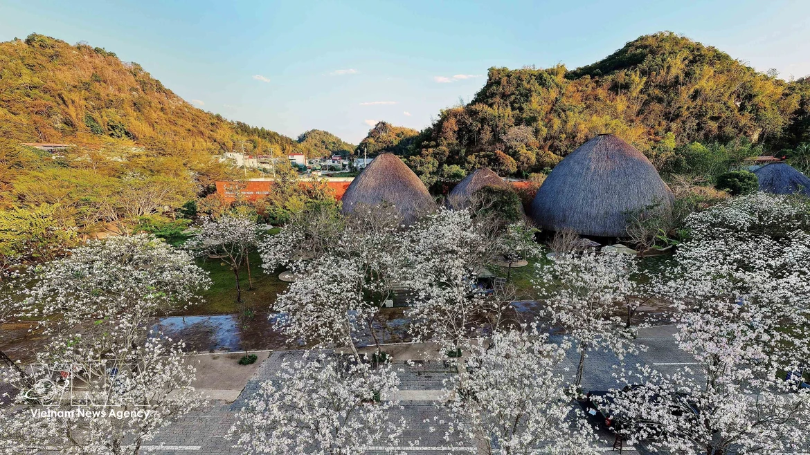 En el recinto del restaurante Suoi Hen Vuon Dao, las flores de ban muestran una blancura inmaculada, creando un escenario romántico y poético. Foto: VNA