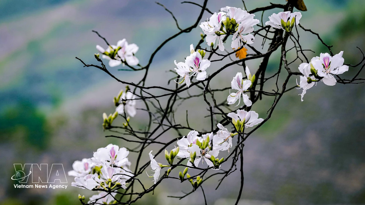 La belleza pura y delicada de la flor de ban. Foto: VNA