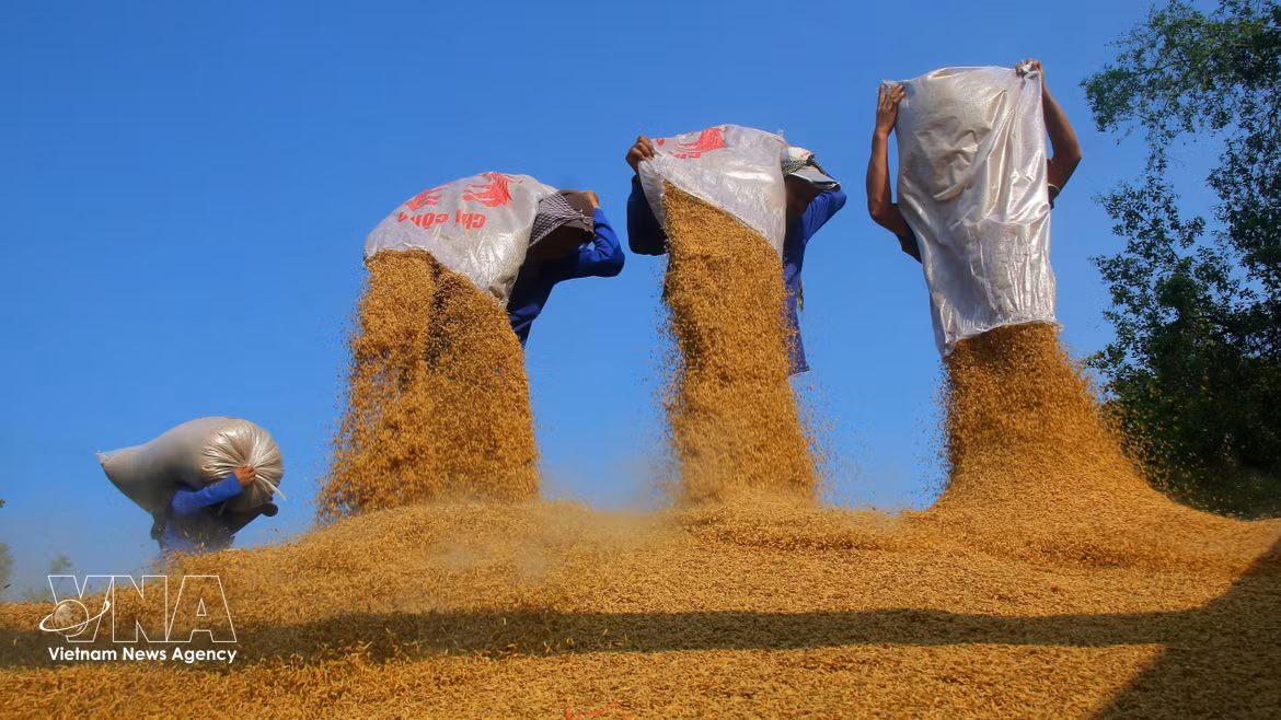 El grano de arroz, como producto final, queda listo para su venta. (Foto: VNA)