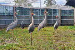 Las grullas de cabeza roja en el Parque Nacional Tram Chim, provincia de Dong Thap (Foto: VNA)