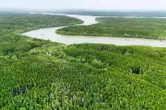 Desarrollo del bosques costeros promueve economía verde en Vietnam