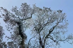 Aparece nieve en la cima de la montaña Ta Xua (Fuente: VNA)