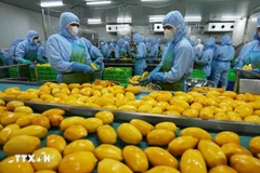 Procesamiento de mango vietnamita para exportar a Estados Unidos, la Unión Europea, Corea del Sur y Japón en una empresa de la provincia de An Giang (Fuente: VNA)