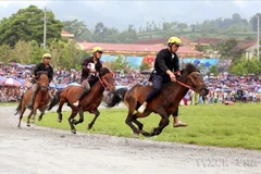 La carrera de caballos en Lao Cai (Fuente: VNA) 