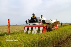 Promueven del cultivo de arroz de bajas emisiones vinculado al crecimiento verde en el Delta de Mekong (Foto: VNA)