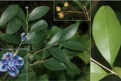 Sam cuong dai, una de las tres nuevas especies descubiertas recientemente en el Parque Nacional de Nui Chua (Fuente: Instituto de Biología Tropical) 