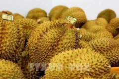 El valor de exportación del durian vietnamita en 2024 totalizó los 3,3 mil millones de dólares. (Fuente: VNA)