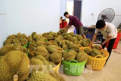 El durian cultivado en la provincia de Dong Nai (Fuente: VNA)