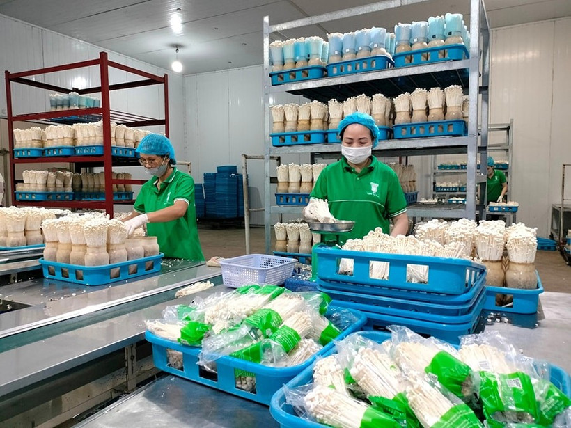 Kinoko Thanh Cao es una de las empresas líderes en la aplicación de tecnología digital en la producción agrícola en Hanoi. (Foto: VNA)