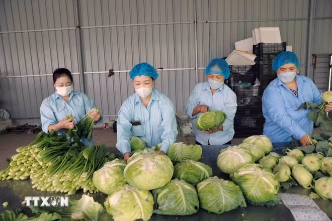Envasado de verduras producidas mediante el proceso VietGap en la Cooperativa Agrícola Van Duc, Hanoi. (Foto: VNA)