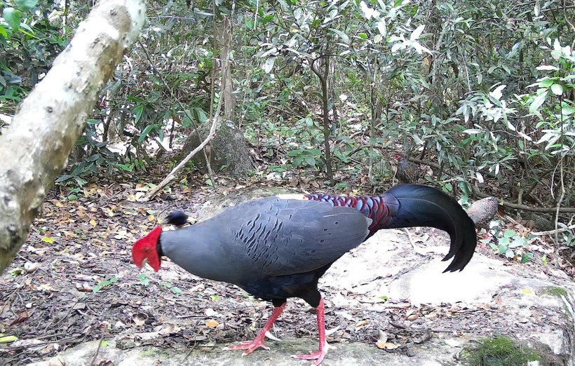 Faisán de Edwards (Lophura edwardsi) en la Reserva Natural de Ea So. Foto: VNA.
