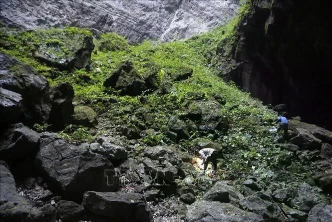 Científicos vietnamitas han descubierto una nueva especie de caracol en la cueva de Son Doong (Foto: VNA)