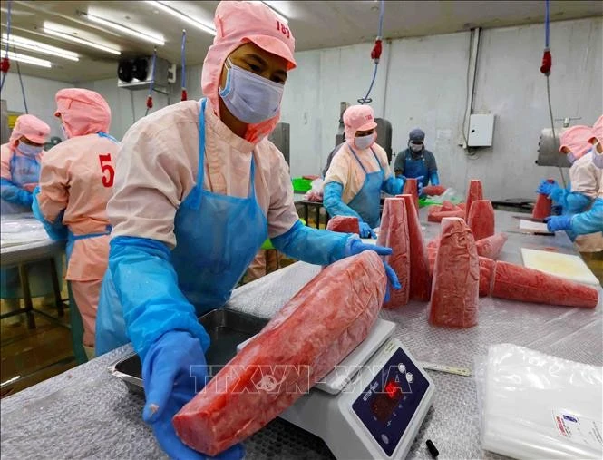 El procesamiento preliminar de productos de atún para exportación en la fábrica de la empresa Ba Hai, en la provincia de Phu Yen. (Foto: VNA)