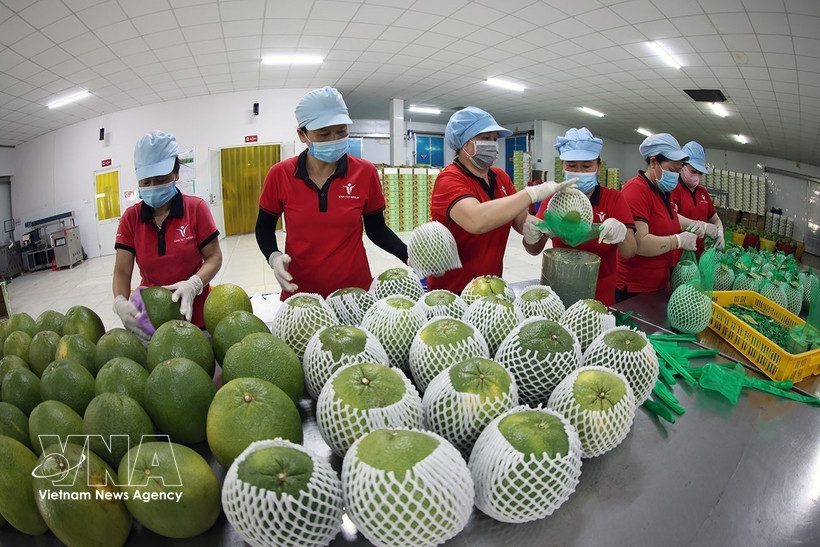 Vietnam refuerza base de cadena de valor hortofrutícola. (Foto: VNA)