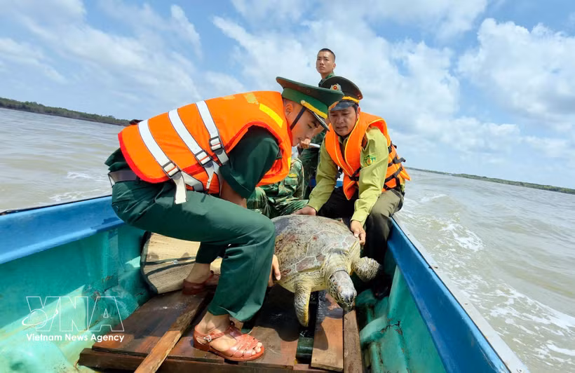 Liberan a la tortuga al mar. (Foto: VNA)