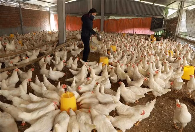 Una granja avícola en Thach That, Hanoi. (Foto: VNA)