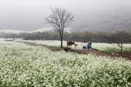 Moc Chau - Pradera primaveral entre nubes del noroeste de Vietnam 
