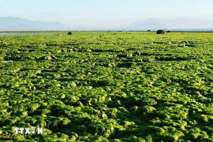 Explorando los verdes campos de algas marinas de Khanh Hoa