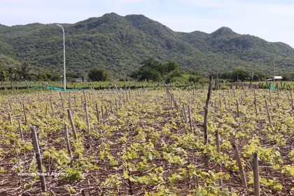 Las localidades del sur de la provincia de Khanh Hoa están ampliando sus zonas de cultivo de uva a gran escala. (Foto: VNA)