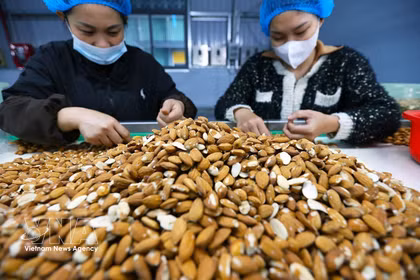 Clasificación y procesamiento de almendras para exportación en la fábrica de la empresa Gold Tree Food Vietnam (100% de propiedad china), ubicada en el Parque Industrial Tu Ha, ciudad de Hue. (Foto: VNA)