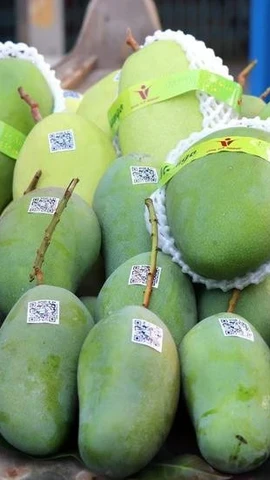 Aumentan valor comercial del mango vietnamita