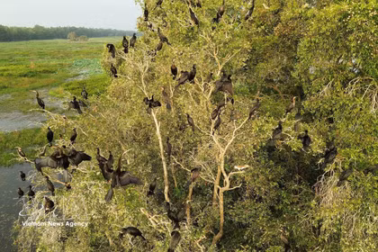 Muchas especies de aves acuden a refugiarse y vivir en el Parque Nacional Tram Chim. (Fuente: VNA)