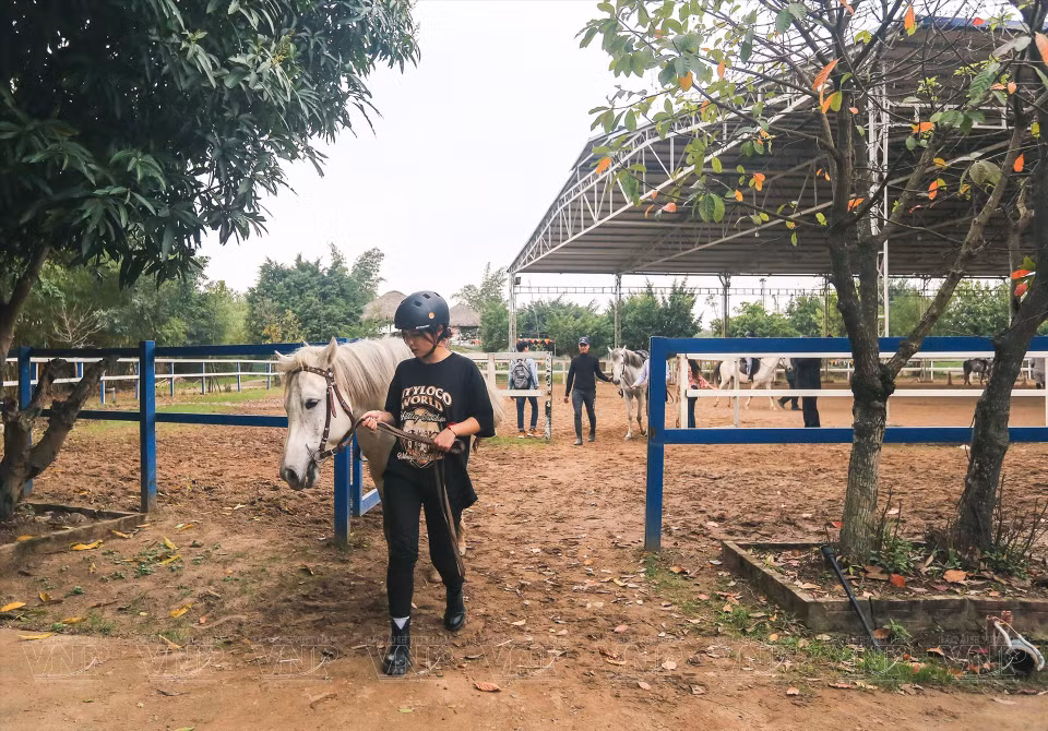 Uno de los principios, antes de experimentar la equitación, es pasear al caballo para conocer el “temperamento” de la mascota. (Fuente: VNA)