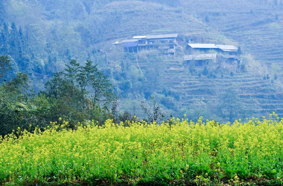El color amarillo de las flores de mostaza hace brillar a esta meseta rocosa (Fuente: VNA)