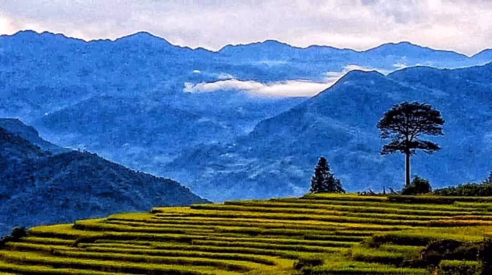 En los primeros días de septiembre, al llegar al distrito de Y Ty en la provincia norvietnamita de Lao Cai, los visitantes se sumergen en los campos de terrazas de arroz doradas. Se puede decir que el septiembre es la época más hermosa del año para que los visitantes viajen a Y Ty en aras de descubrir o explorar la belleza de los arrozales en forma de terrazas. Se trata del tiempo de la cosecha cuando los agricultores recogen los frutos después de un año de trabajo arduo en los campos. En los recorridos por las terrazas de arroz, los turistas pueden divisar fácilmente el "mar de arroz dorado" en el horizonte (Fuente: Vietnamplus)