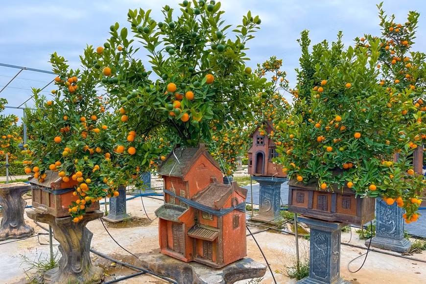 Para obtener un bonsái de kumquat, los propietarios dedican mucho esfuerzo e ideas desde el comienzo de la siembra. (Foto: VNA)