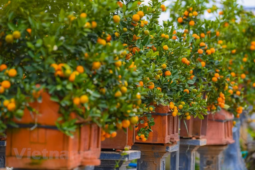 Este año, muchos vendedores presentaron en el mercado kumquats cultivados en macetas de cerámica en forma de casas peculiares y artísticas. (Foto: VNA)