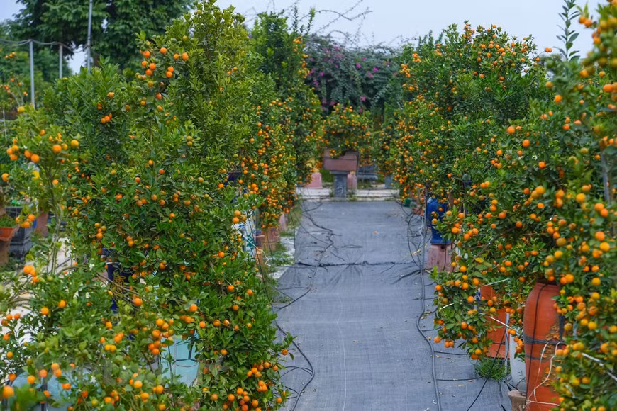 En ocasión del Tet, los jardineros de la aldea de Tu Lien presentan muchos productos únicos de kumquats con precios valorados en varios cientos de dólares. (Foto: VNA)