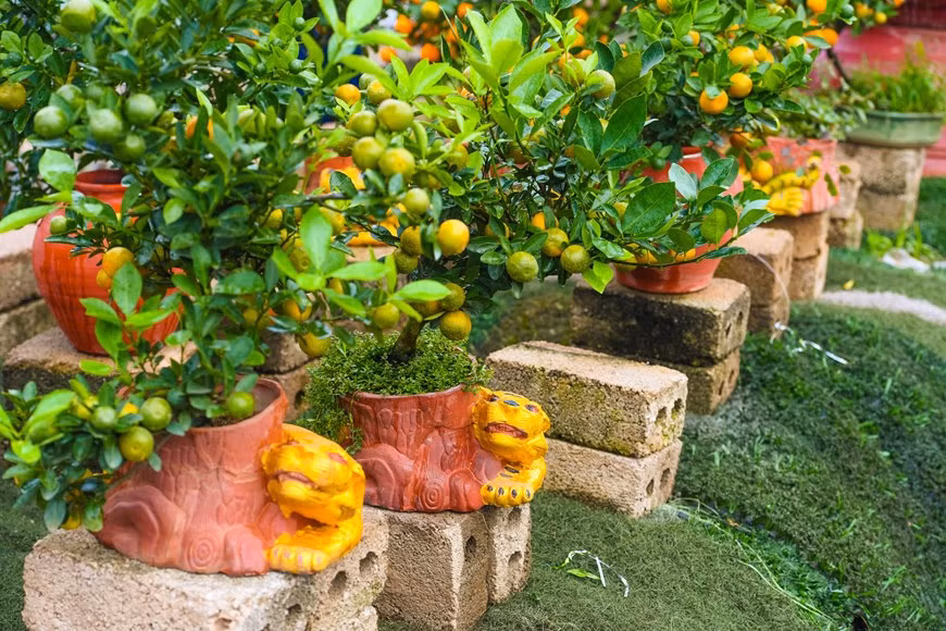 Otro jardinero en Tu Lien lanzó macetas con la figura de un tigre amarillo abrazando el tronco de kumquat con motivo del Tet. (Foto: VNA)