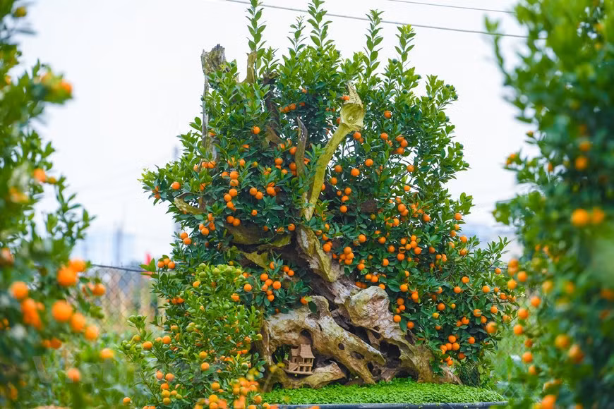 Este bonsái de kumquat combinado con un trozo de madera flotante cuesta hasta casi cuatro mil 400 dólares. La madera flotante, que se toma del núcleo de un árbol viejo después de que muere, a menudo se combina con orquídeas debido a que es menos susceptible a las termitas. (Foto: VNA)