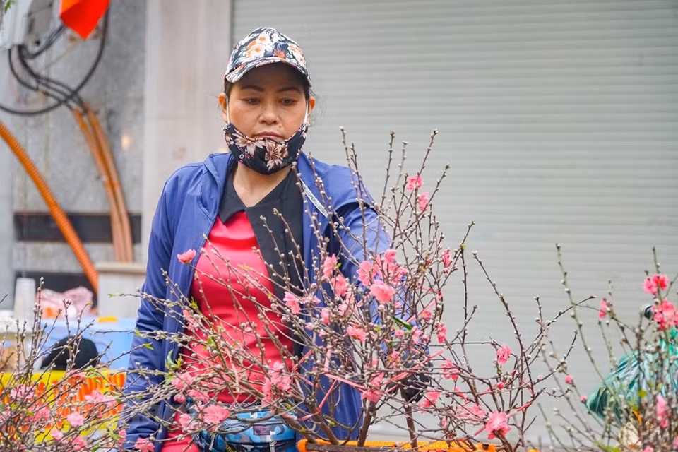 Las ramas de flor de melocotón se consideran "especialidades" en este mercado tradicional. Los pequeños comerciantes de la aldea Nhat Tan traen estos artículos al mercado de flores Hang Luoc en el casco antiguo para venderlos en los días previos al Tet (Año Nuevo Lunar). La gente encuentra elegancia en la afición por las flores y plantas. Es posible que no compren ni vendan, sino que simplemente vengan al mercado de las flores para encontrar alegría en el colorido entorno. Cuanto más cerca está el Tet (Año Nuevo Lunar), más concurrida y bulliciosa se torna esta feria, creando una atmósfera alegre en los días previos a la mayor celebración de los vietnamitas. (Fuente: Vietnam +)