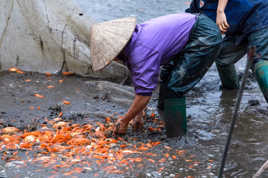 Los peces son cultivados desde junio hasta diciembre. Los peces se distribuyen principalmente a Tuyen Quang, Hanoi, Vinh Phuc, Ha Giang y Yen Bai (Fuente: Vietnamplus)