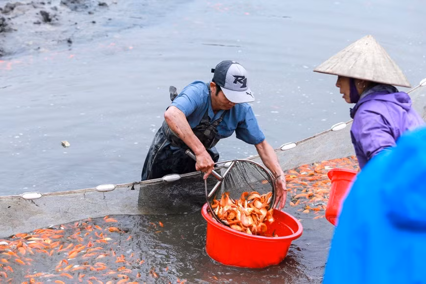 El área de cría de peces es de 30 ha. Los peces se distribuyen principalmente a las provincias de Tuyen Quang, Hanoi, Vinh Phuc, Ha Giang y Yen Bai. (Fuente: Vietnamplus)