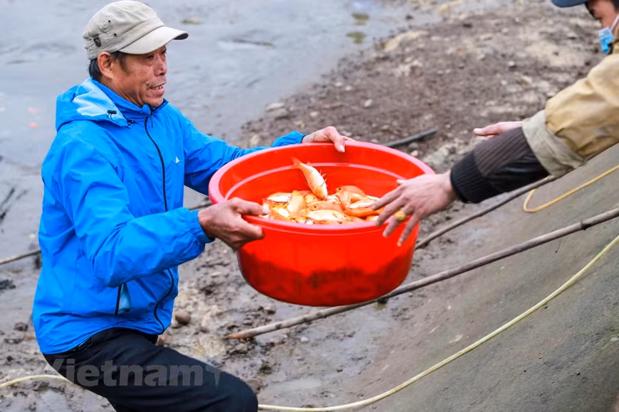 Después de sacarla del estanque, la carpa roja se clasificará en dos tipos, 40 peces/kilógramos y 50-60 peces/kilógramos.(Fuente: Vietnamplus)