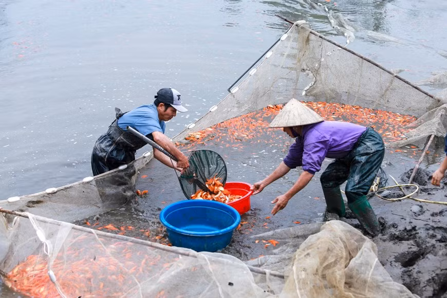 Por lo general, los alevines se criarán a partir de mediados de año, los piscicultores se encargan de los peces hasta que se califique el tamaño de aproximadamente tres dedos. (Fuente: Vietnamplus)