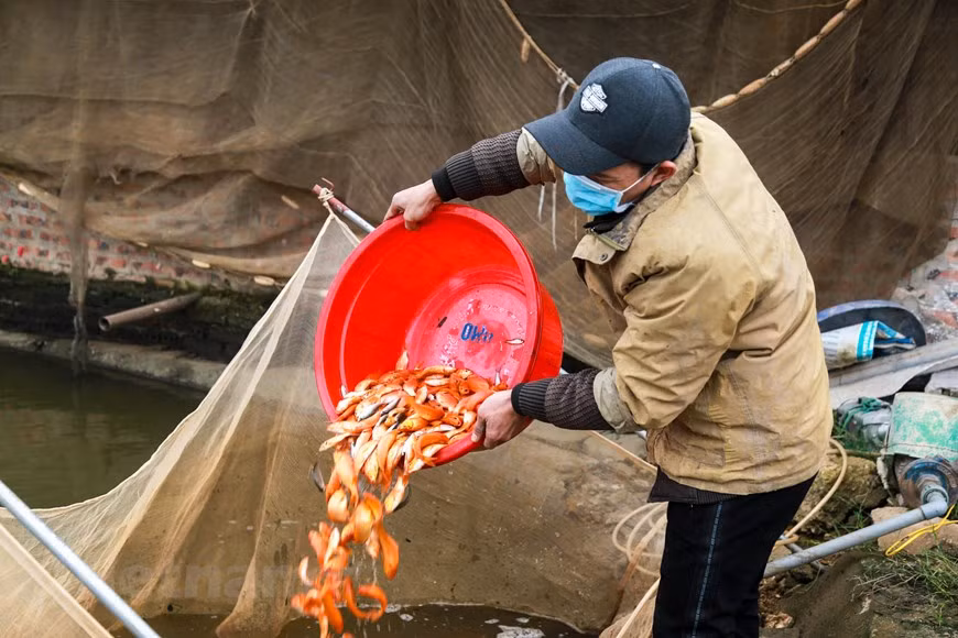 Los pobladores locales se apresuraron a cosechar pescado para vender al mercado en ocasión de la la ceremonia dedicada a Ong Cong y Ong Tao. (Fuente: Vietnamplus)