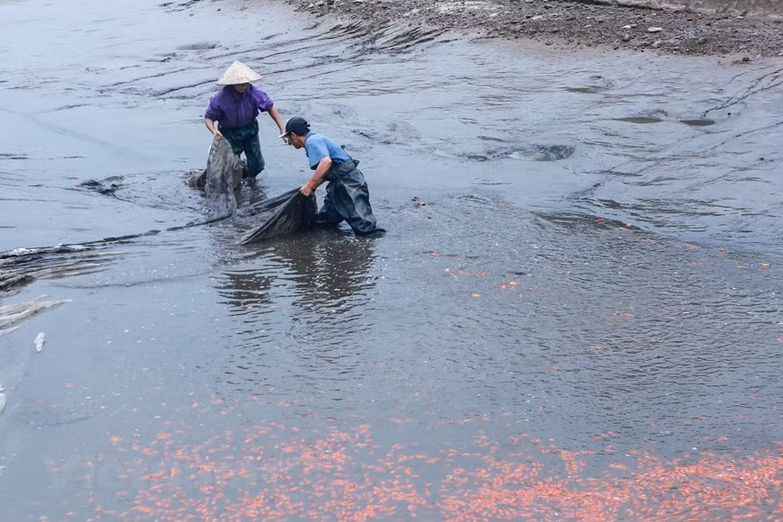 Tran Van Can, comuna de Tuy Loc, distrito de Cam Khe, provincia de Phu Tho, dijo que para preparar una gran cantidad de pescado para atender las necesidades de la gente con motivo del Tet, desde principios de año, la gente de la comuna debe preparación de estanques, cría de peces. Sin embargo, este año, debido a la demanda del mercado, muchas personas en la comuna también crían pescado simultáneamente. Por lo tanto, la carpa ofrecida este año no es igual a la del año pasado. El precio de venta actual es de 60 mil vietnamdongs/kg, en comparación con 2019, el precio de este año es de unos 30 mil vietnamdong/ kg. (Fuente: Vietnamplus) 