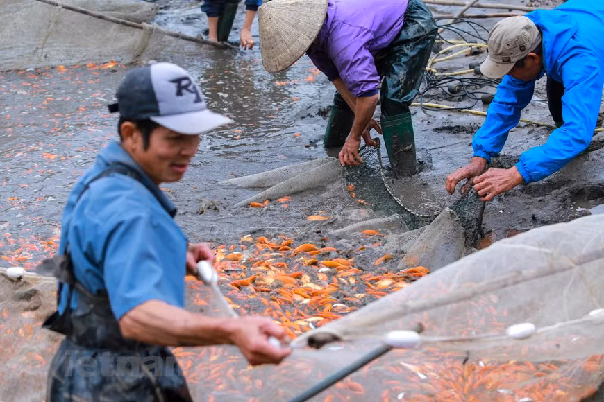 La práctica de cultivo de carpas rojas en la aldea de Thuy Tram inició desde los años 1960, proveniente de miembros de la cooperativa que recolectaban huevos de peces en el río. Cuando los huevos eclosionaron, seleccionaron los peces más rojos para reproducirse. (Fuente: Vietnamplus)