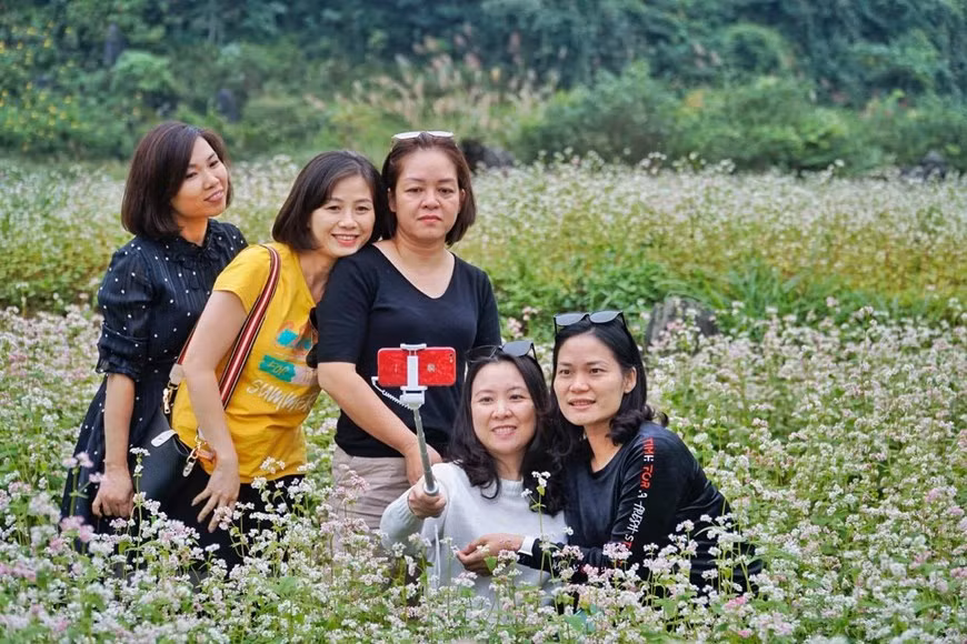 Las flores de alforfón (trigo sarraceno) en la meseta rocosa de Dong Van, en la provincia septentrional vietnamita de Ha Giang, brotan cuando los agricultores terminan sus cosechas en las terrazas. Durante ese tiempo, la meseta rocosa se convierte en un paisaje pintoresco y romántico que atrae a muchos visitantes para contemplar su belleza. Los pobladores suelen usar las semillas de alforfón para hacer sabrosos vinos y deliciosos pasteles. La mayor parte de la altiplanicie de Dong Van está cubierta por roca escarpada, el hábitat de este tipo de planta. A finales de noviembre, las flores de color rosado brillante cubren las faldas de las montañas en las aldeas Sung La y Pho Cao, en el camino hacia los distritos Dong Van y Meo Vac, así como en el sendero que atraviesa el paso de Ma Pi Leng. (Fuente: VNA)