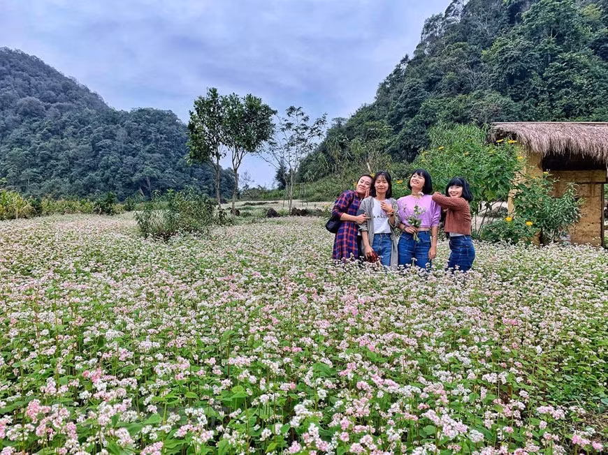 Alforfón no es una flor silvestre, sino que lo cultivan las etnias H´mong y chino en las colinas y campos más bajos, a veces cubriendo todo el valle por lo que se ve hermoso y natural. Los visitantes de Ha Giang pueden ver esta flor en muchos lugares como Lung Cu, Sung La, Dong Van, Pho Cao y Ma Le ...Se convierte en un lugar de check-in ideal para los jóvenes. Al captar las necesidades de los turistas, las personas locales han invertido en el cultivo de campos de flores para que los huéspedes se registren con una tarifa de entrada de 10,000-20,000 vietnam dongs por persona. (Fuente: VNA)