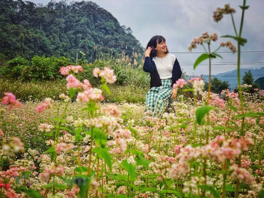En los últimos años, la flor de alforfón de Dong Van se ha convertido en una marca turística de Ha Giang especialmente en noviembre, momento ideal para contemplar la belleza de este territorio y desfrutar de las singulares actividades festivas de la gente local. En esta temporada, las vastas alfombras de flores de alforfón cubren la meseta de Dong Van, uno de los 77 parques geológicos más importantes del mundo al contar en sus dos mil 300 kilómetros cuadrados de extensión, con 45 patrimonios geomorfológicos y abundantes fósiles en sus depósitos sedimentarios. Muchos jóvenes llegan a Dong Van para captar hermosas fotos. (Fuente: VNA) 