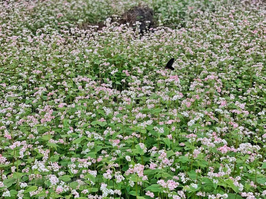 La flor de alforfón es pequeña, pero tiene una fuerte vitalidad. En cualquier tipo de suelo, incluso si es estéril, la planta puede prosperar. Para las minorías étnicas en las áreas montañosas del norte como Cao Bang, Ha Giang, esta planta también juega un papel como fuente de alimento complementario entre las dos temporadas de maíz. Además, el polvo de semillas y las hojas de la planta también se utilizan como medicina. Los grupos étnicos H´mong y chinos en la provincia montañosa de Ha Giang cultivan la flor de alforfón en colinas y campos más bajos, por lo que a veces se cubre todo el valle, creando una pintura hermosa de naturaleza. (Fuente: VNA) 