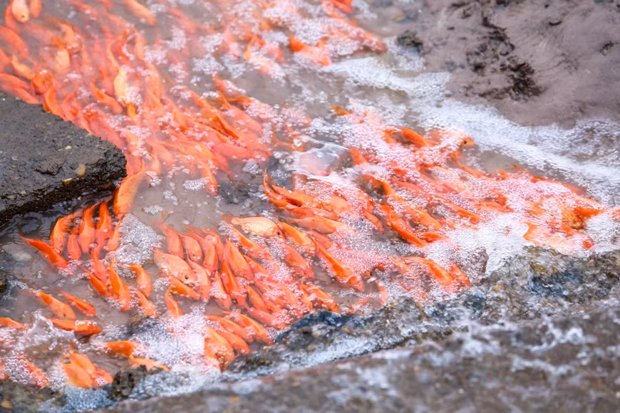  Según la población local, el área de cultivo de peces de la aldea es de 30 hectáreas con cientos de hogares. El desarrollo de la piscicultura aporta una alta eficiencia económica a los aldeanos.(Fuente: Vietnamplus)
